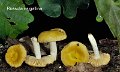 Russula risigallina-amf1653